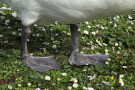 Swan Feet, Clumber Park, Worksop